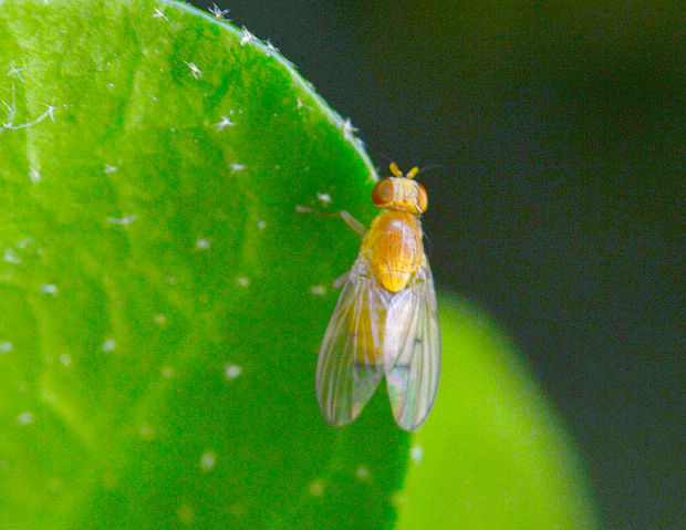 mucha Lauxaniidae sp.