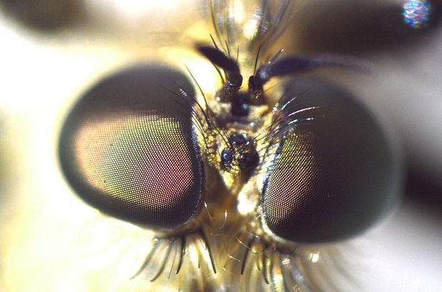 muchárka Machimus rusticus (Dipt., Asilidae)