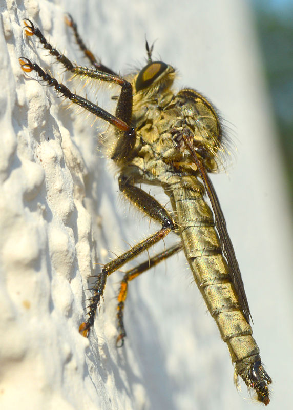 muchárka Machimus rusticus (Dipt., Asilidae