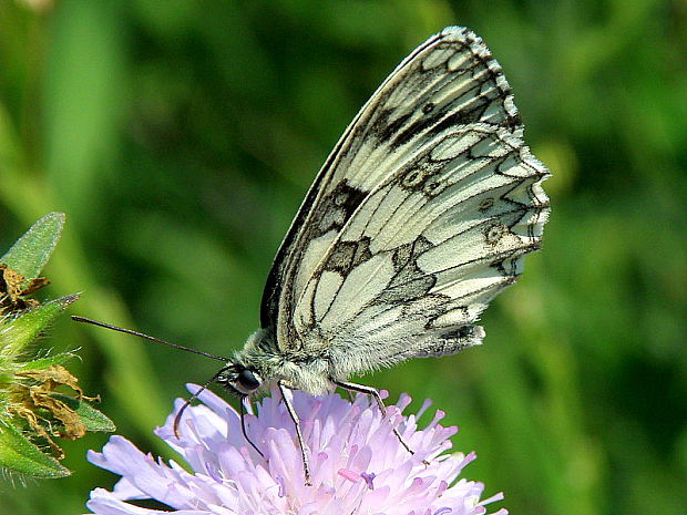 očkáň timotejkový  Melanargia galathea