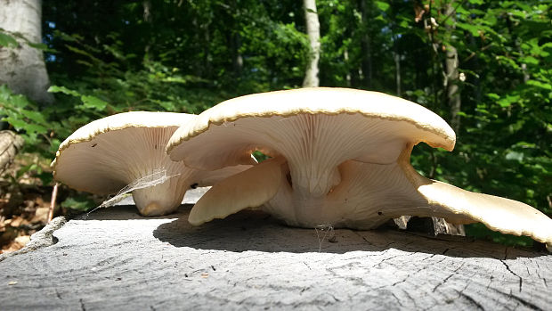 hliva buková Pleurotus pulmonarius (Fr.) Quél.