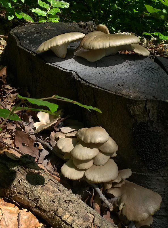 hliva buková Pleurotus pulmonarius (Fr.) Quél.