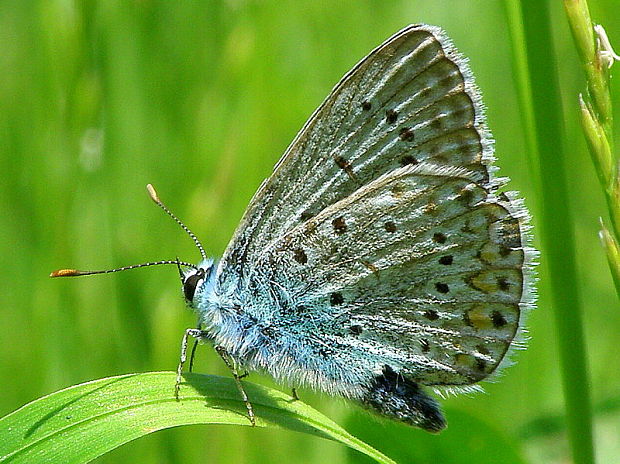 modráčik obyčajný  Polyommatus icarus