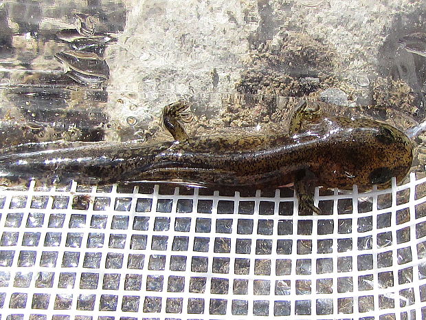 mlok skvrnitý Salamandra salamandra