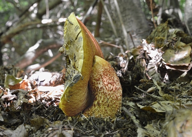 hríb zrnitohlúbikový Sutorius luridiformis (Rostk.) G. Wu & Zhu L. Yang