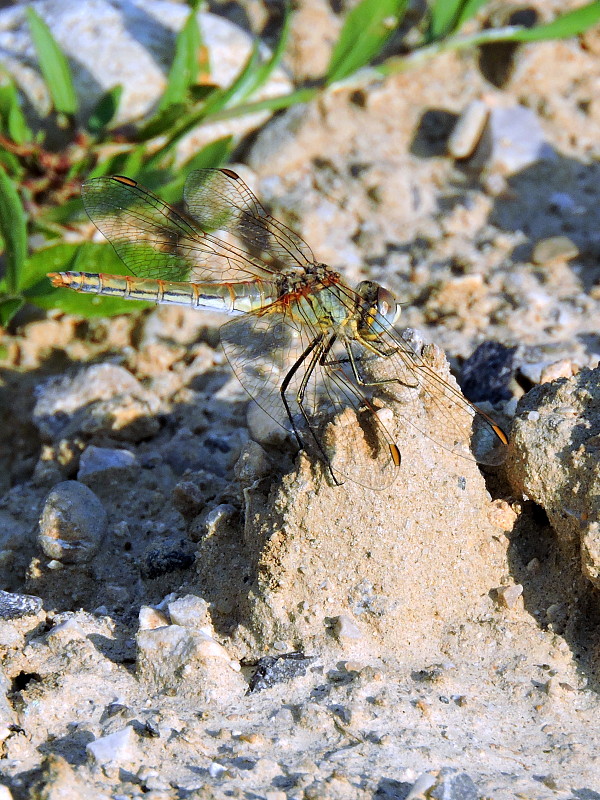 vážka   Sympetrum fonscolombii