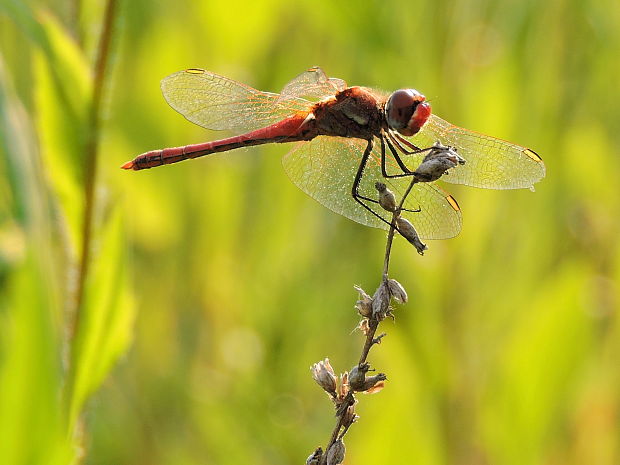 vážka   Sympetrum fonscolombii