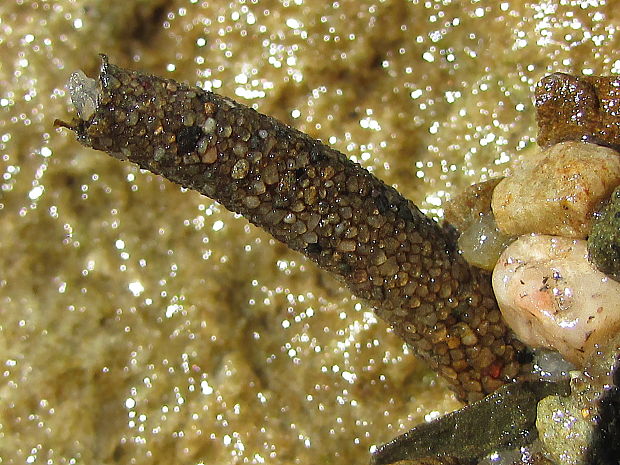 larva chrostíka Trichoptera sp.