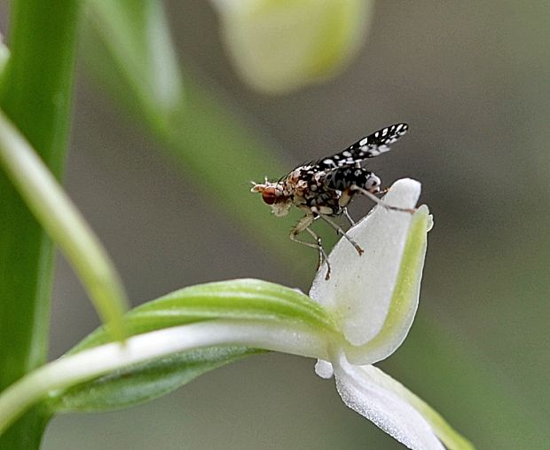 - Trypetoptera punctulata