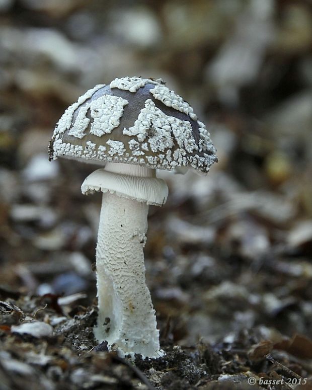 muchotrávka hrubá Amanita excelsa (Fr.) Bertill.