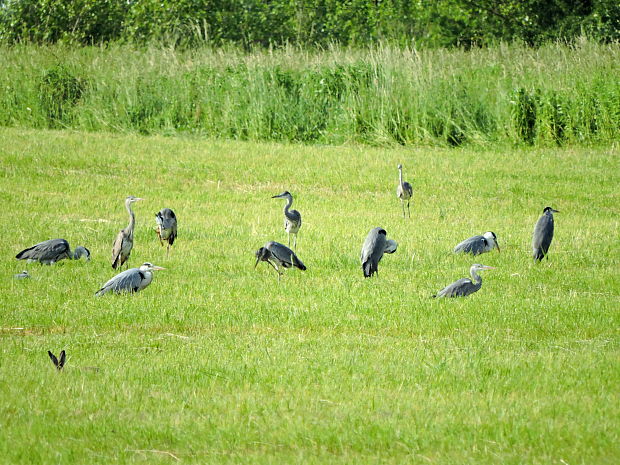 volavka popolavá   Ardea cinerea