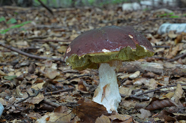 hríb sosnový Boletus pinophilus Pil. et Dermek in Pil.