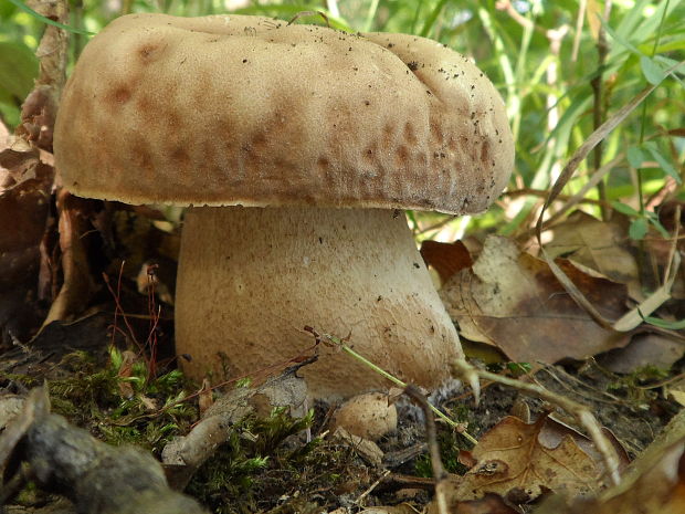 hríb dubový Boletus reticulatus Schaeff.