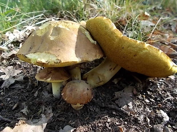 hríb príveskatý Butyriboletus appendiculatus (Schaeff. ex Fr.) Secr.