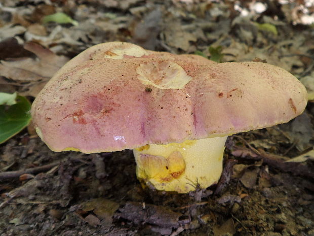 hríb kráľovský Butyriboletus regius (Krombh.) D. Arora & J.L. Frank