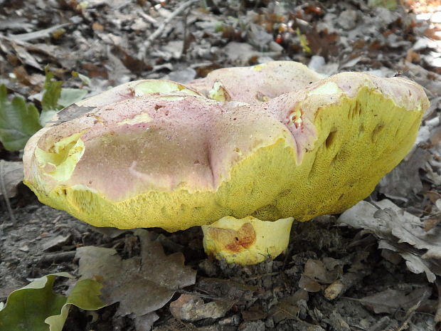 hríb kráľovský Butyriboletus regius (Krombh.) D. Arora & J.L. Frank