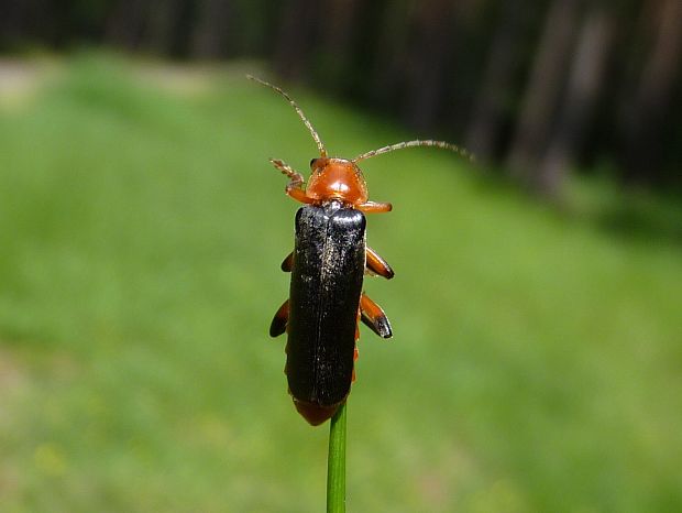 snehulčík / páteříček  Cantharis livida