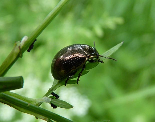 liskavka / mandelinka  Chrysolina oricalcia