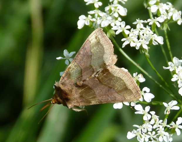 mora zlatistá / kovolesklec šedivkový Diachrysia chrysitis