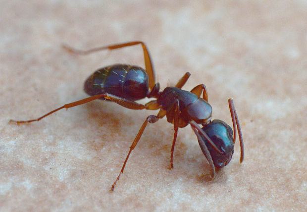 mravec Formica sp.