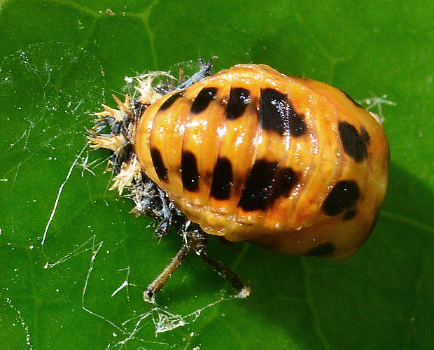 kukla lienky Harmonia axyridis