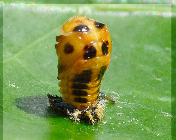 kukla lienky Harmonia axyridis