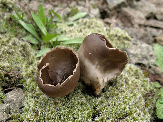 chriapač sosnový Helvella leucomelaena (Pers.) Nannf.