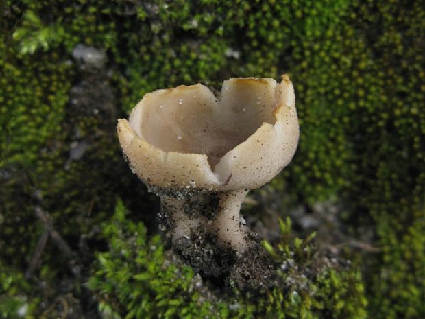 chriapač Helvella sp.