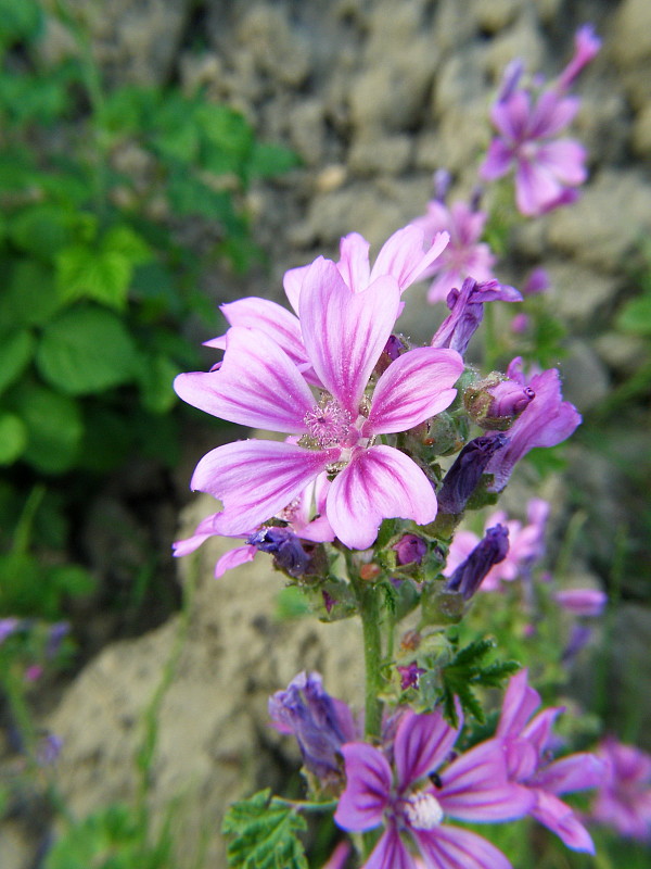 slez lesný Malva sylvestris L.