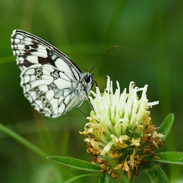 očkáň timotejkový Melanargia galathea (Linnaeus, 1758)