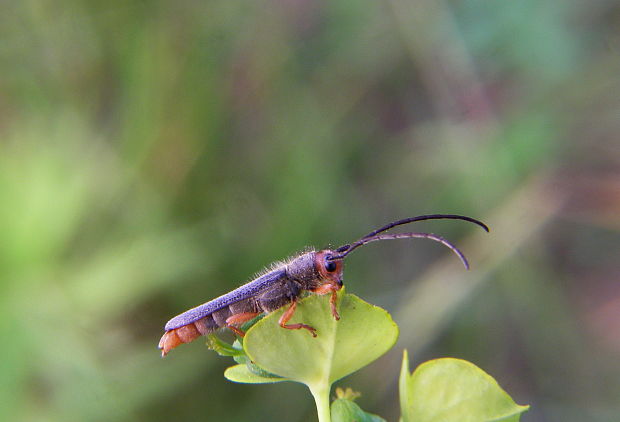 vrzúnik Oberea erythrocephala