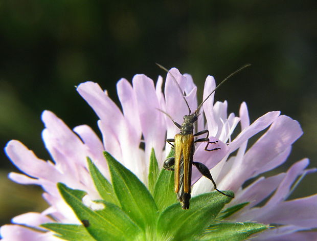 stehnáč Oedemera podagrariae  Linnaeus, 1767