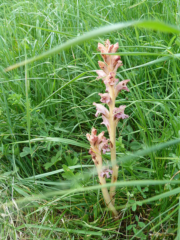 záraza Orobanche sp.