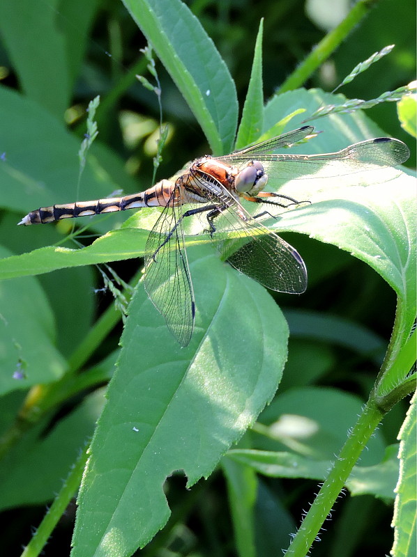 vážka   Orthetrum albistylum