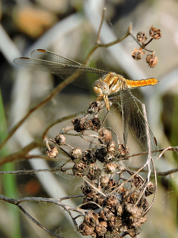 vážka  Orthetrum brunneum