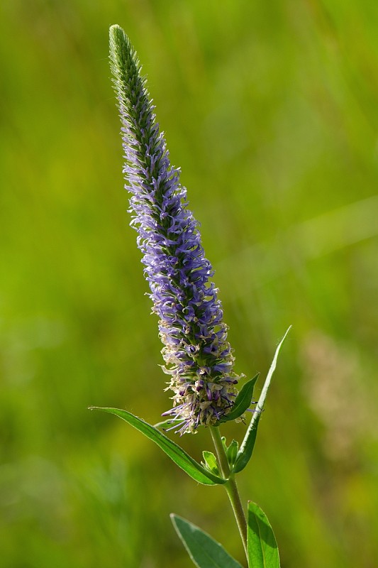 veronikovec klasnatý Pseudolysimachion spicatum (L.) Opiz