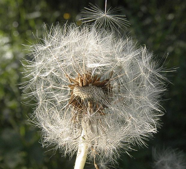 púpava Taraxacum sect. Erythrosperma