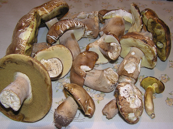 hríb dubový Boletus reticulatus Schaeff.