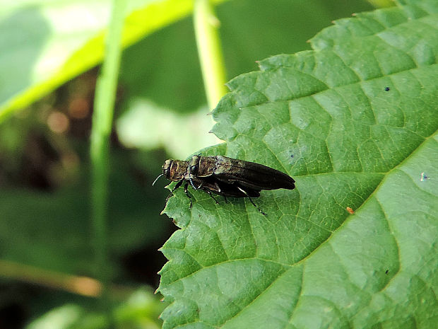 krasoň / polník Agrilus sp.