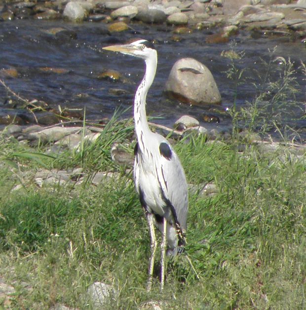 volavka popolava Ardea cinerea