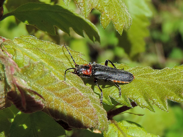 snehulčík sivočierny / páteříček sněhový Cantharis fusca Linnaeus, 1758