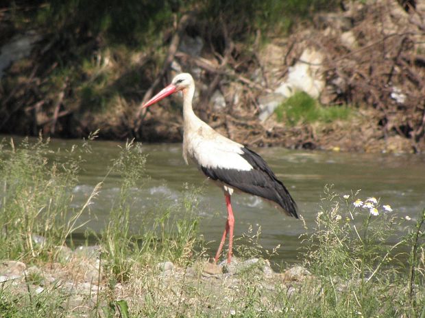 bocian biely Ciconia ciconia