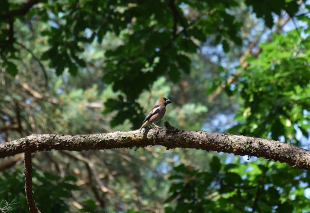 glezg obyčajný hrubozobý Coccothraustes coccothraustes