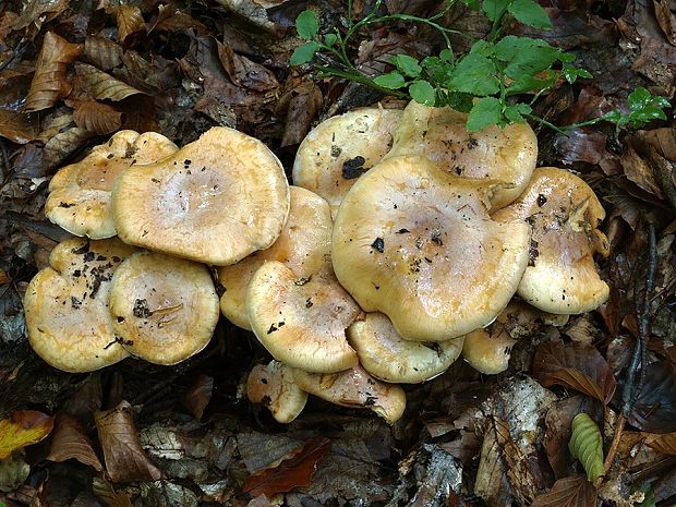 pavučinovec hladkovýtrusný Cortinarius turmalis Fr.