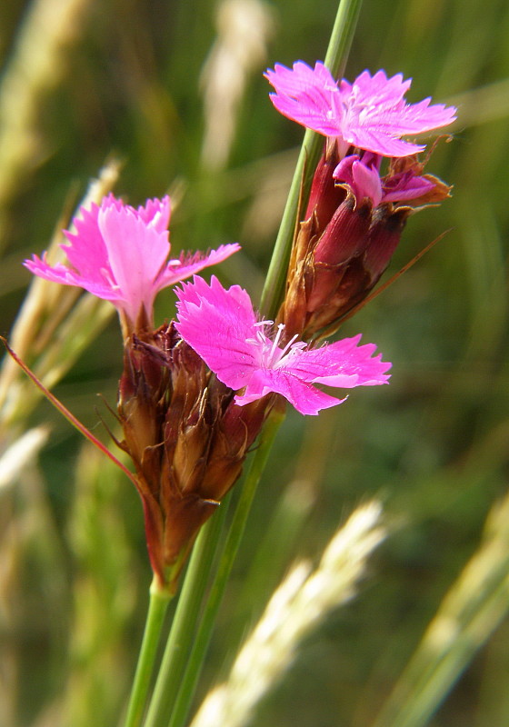 klinček kartuziánsky Dianthus carthusianorum L.