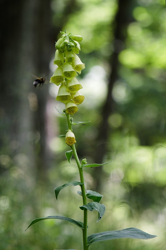 náprstník veľkokvetý Digitalis grandiflora Mill.