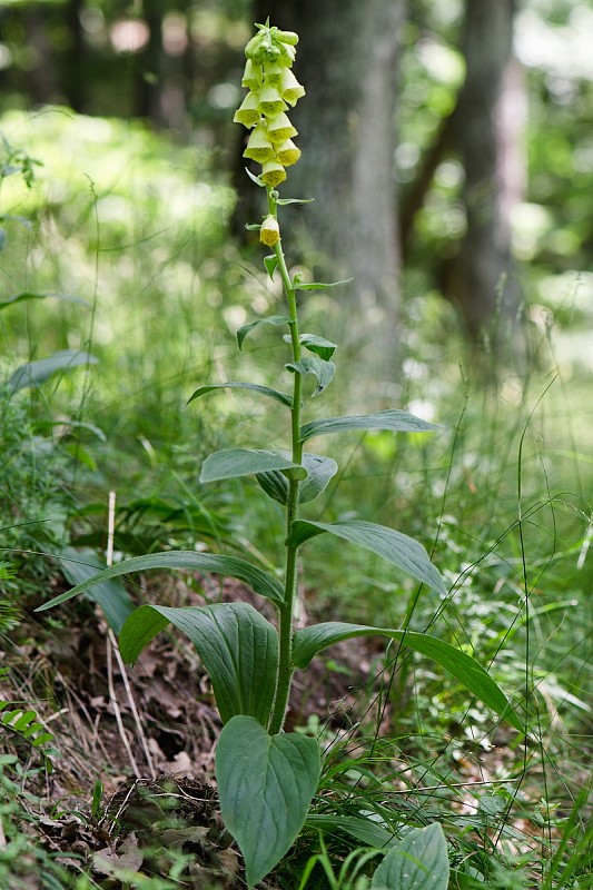 náprstník veľkokvetý Digitalis grandiflora Mill.