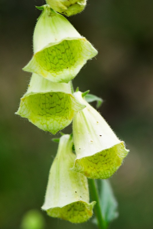 náprstník veľkokvetý Digitalis grandiflora Mill.