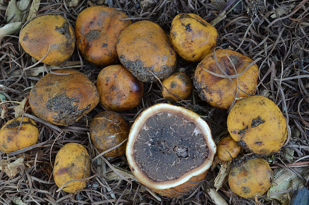 srnka Elaphomyces sp.