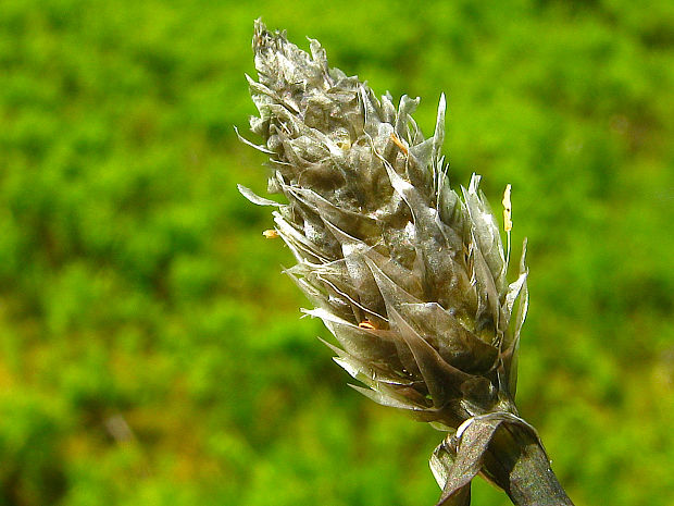 páperník pošvatý Eriophorum vaginatum L.